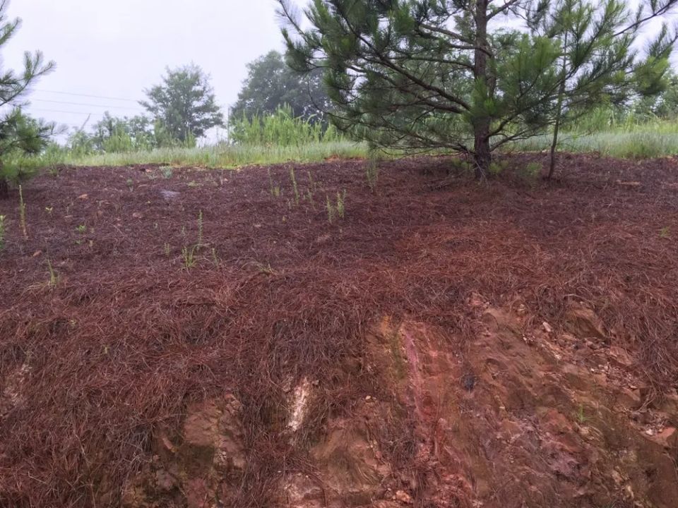 Extended backyard in Auburn, AL — photo 17